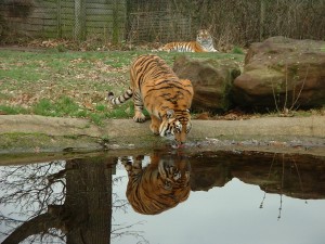 tiger reflection woburn 2004