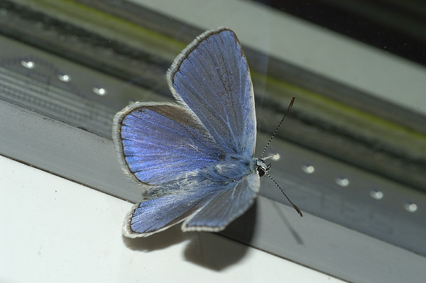 Common blue - Polyommatus icarus